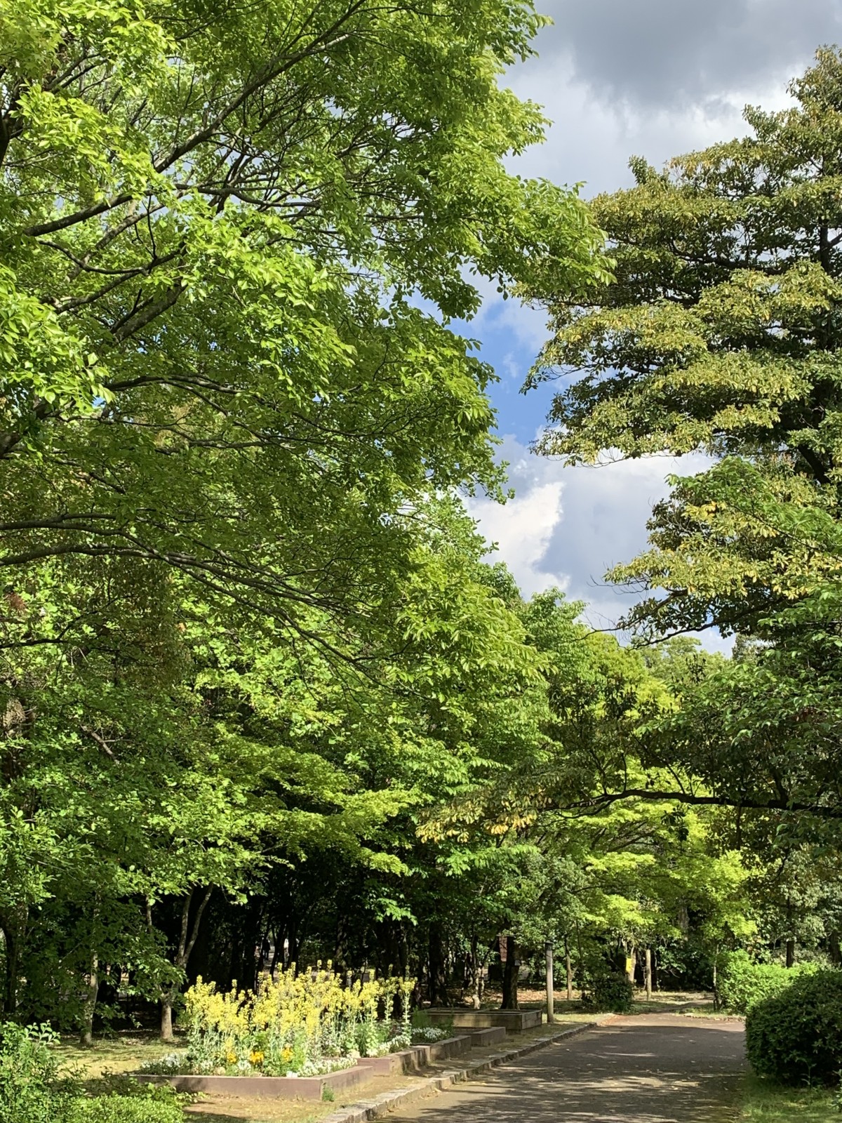 新緑がきれいです！